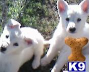 White German Shepherd Puppies AKC